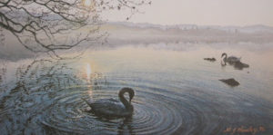 Swans at Sunrise, Windermere