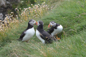 Puffin Party (1)