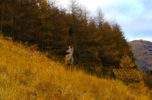 Small Deer in the Glen